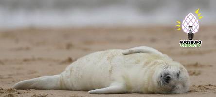 kein beleg für existenz von künstlichen eisschollen für robben